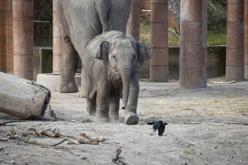 Baby elephant survives herpes virus in Copenhagen Zoo